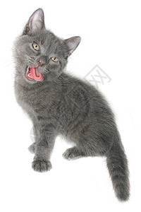 小猫猫咪短发宠物小动物灰色舌头动物猫科动物宝贝图片