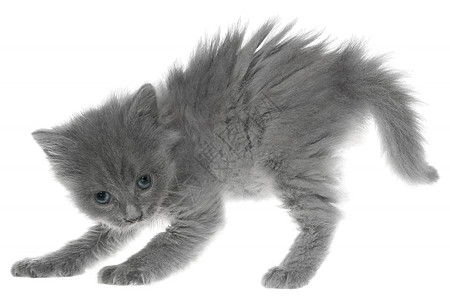 被孤立的灰猫姿态行动衣冠猫咪动物宝贝姿势小动物灰色长发图片