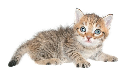 小猫猫咪宠物条纹猫科动物动物背景图片