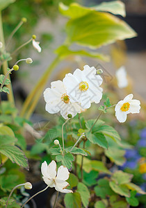 鳄鱼花花信使植物植物群建筑紫丁香天堂历史公园薰衣草农民图片