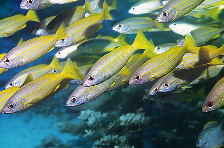 海洋热带鱼类的学校野生动物动物摄影浅滩场景荒野世界团体图片