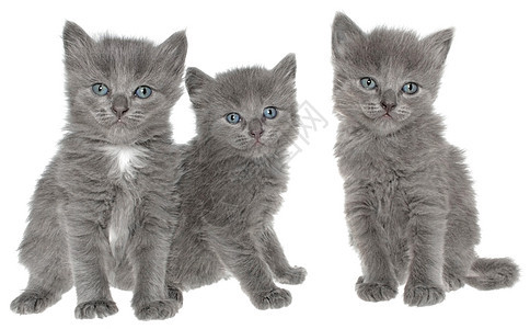 小猫咪灰色小动物猫科动物宠物猫咪长发宝贝动物图片