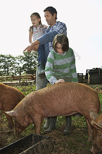 长满身的男子与儿童 观看猪在清澈的天空中觅食国家父亲动物童年男生兄弟女儿农村饥饿姐姐图片