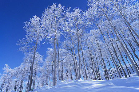 冰冻的雪覆盖树木低角度视图图片