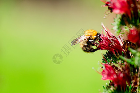 红花蜜蜂生物学花瓣居住太阳国家公园野生动物生态天气季节图片