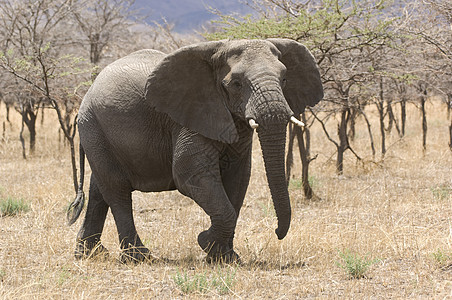 热带大象(非洲大象)图片