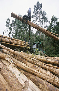 Eucalyptusbluegum植物树正在采伐 以砍柴运输环境桉树挖掘机日志卡车树木木材森林环境问题图片