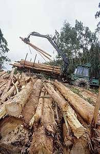 Eucalyptus植物蓝金树 采伐以伐木为目的机械记录桉树森林木头起重机种植园环境问题树木工业图片