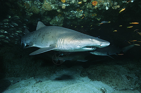 印度洋 南非 山洞中的沙虎鲨鱼图片