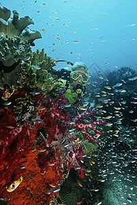 四王群岛印度尼西亚太平洋女潜水员在珊瑚礁旁游泳活动成人大海海洋头发娱乐勘探动物休闲长发图片