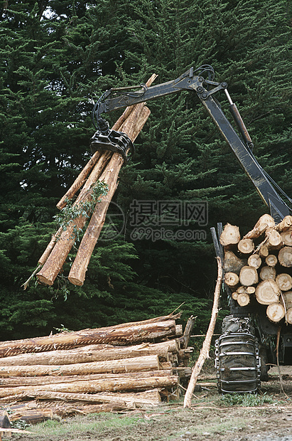 Eucalyptus植物蓝宝石正在准备用于木柴采伐的树木运输卡车桉树记录木头挖掘机环境破坏日志森林图片