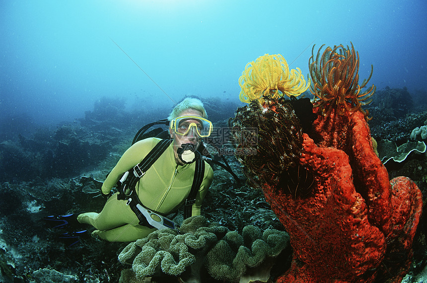 四王群岛印度尼西亚太平洋女潜水员在珊瑚礁旁游泳热带娱乐潜水爱好成人勘探羽星海绵海洋气候图片