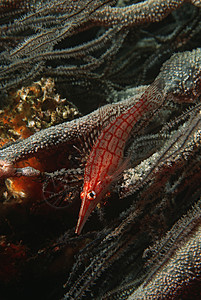 莫桑比克 印度洋黑珊瑚上长鼻子鹰鱼(西希里氏菌斑)的近身图片
