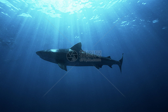 印度洋 南非杜斯基鲨鱼低角度视图图片