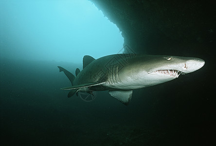印度洋 南非 水下洞穴中的沙虎鲨鱼图片