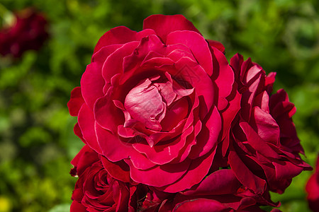 红玫瑰季节绿色花园植物叶子香味活力花瓣美丽红色图片