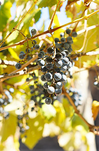 葡萄收成藤蔓酒厂葡萄园黑色紫色红色营养水果生物图片