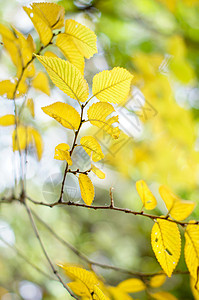 秋季时间环境天气森林花园植物群叶子植物学植物阳光公园图片