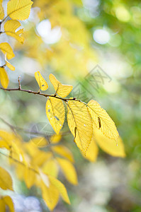 秋季时间花园公园植物环境森林季节阳光天气生态叶子图片