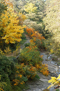 秋季公园天气生态植物群花园季节阳光植物学森林叶子植物图片