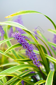 拉凡德花花收成芳香植物熏衣草香水场地天空蓝色农村草本植物图片