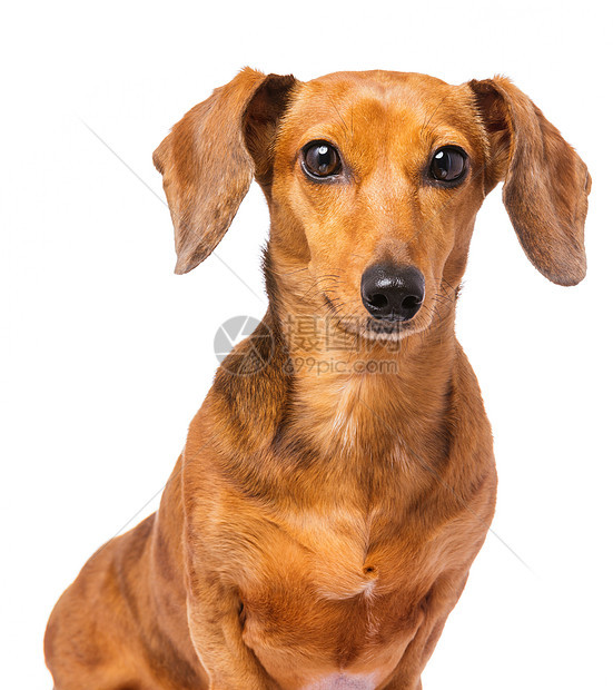 Dachshund 狗在白色上被孤立宠物棕色小狗动物热狗生活头发香肠救援世俗图片