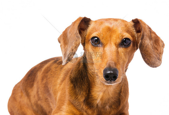 Dachshund 狗狗热狗世俗香肠动物小狗救援头发白色宠物棕色图片