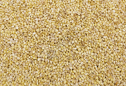 coixseed 堆肥珍珠粮食维生素工作种子直素大麦眼泪营养谷物图片