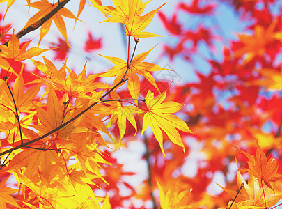 秋季请假环境枫树丛林背景叶子橙枫黄色橙子森林红色图片