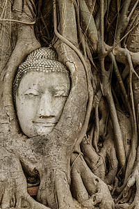 在阿尤塔亚的布谷树上佛头寺庙雕像雕塑文化榕树树干废墟宗教佛教徒精神图片