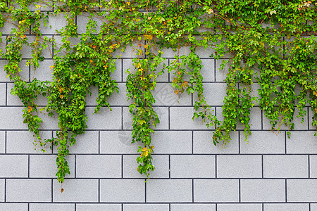 砖墙上的长谷绿色植物藤蔓植物绿色图片
