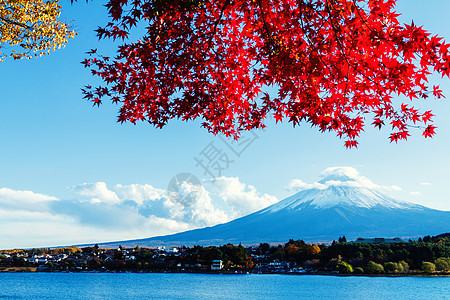 秋秋藤山植物红假杂草火山花园公吨枫树芦苇红树草原图片