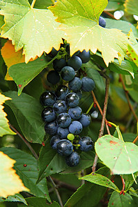 黑葡萄团准备收割乡村阳光绿色叶子水果黑色种植园村庄收成生长图片