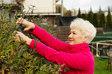 一位老太太在砍树丛修剪器花店剪子生活女性植物成人园艺爱好花园图片