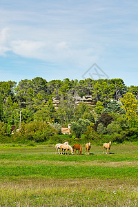 马匹食物森林土地房子季节农村哺乳动物农业动物高山图片