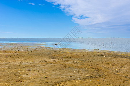 火烈哥旅游海滩海岸季节旅行海岸线天空鸟类阳光支撑图片
