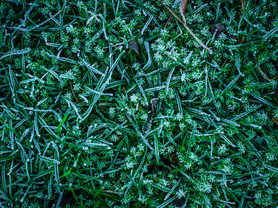 青霜草寒意花园季节草地玻璃冻结植物群天气苔藓冷冻图片
