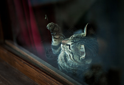 猫类小猫摄影苍蝇好奇心婴儿动物宠物毛皮爪子狩猎图片
