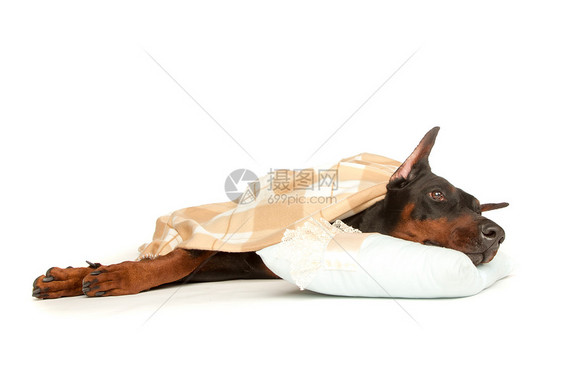 有病的狗在毯子下 孤立在白色上哺乳动物保健用品病人悲伤药品疾病卫生医院沮丧图片