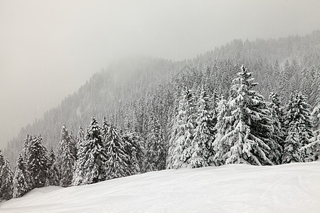 冬季森林滑雪冻伤树木薄雾松树冻结风景辉光爬坡环境图片