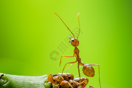 红蚂蚁和虫在叶子上花园黑色漏洞工人昆虫野生动物红色绿色环境宏观图片
