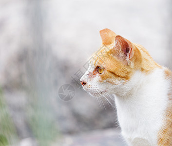 可爱的猫街道小猫岩石动物石头毛皮宠物哺乳动物头发图片