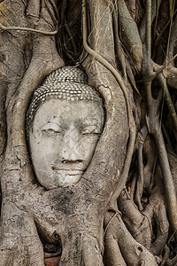 旧树上的佛头宗教废墟数字榕树佛教徒雕像纪念碑雕塑树根树干图片