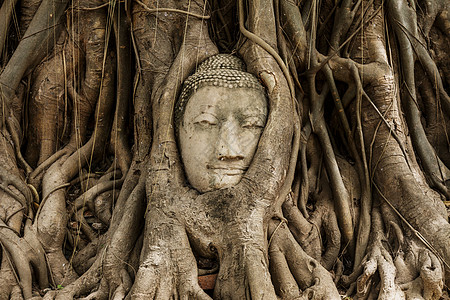 在阿尤塔亚的布谷树上佛头榕树雕像数字雕塑废墟树根精神寺庙文化宗教图片
