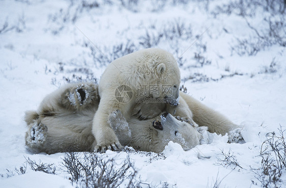 加拿大 丘吉尔北极熊幼熊在雪中玩耍动物幼兽北极熊哺乳动物小动物图片