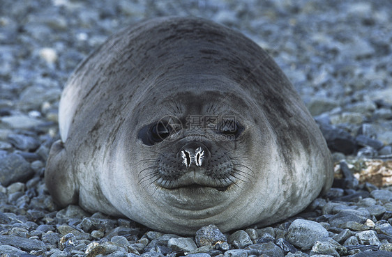 南乔治亚岛南南极洲 Weddell海豹图片
