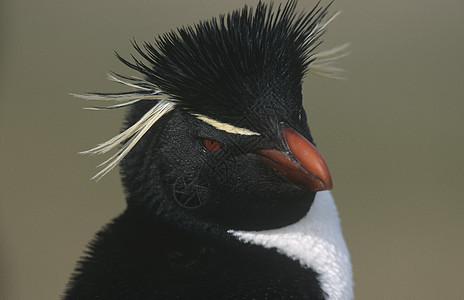 福克兰群岛洛克巴企鹅公司特写图片
