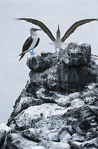 厄瓜多尔加拉帕戈斯群岛 岩石上两只蓝脚靴子图片