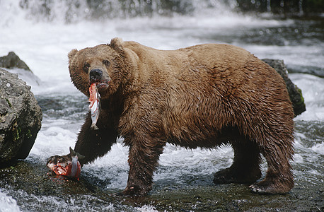 美国阿拉斯加Katmai国家公园棕熊 食用沙门河边视线图片