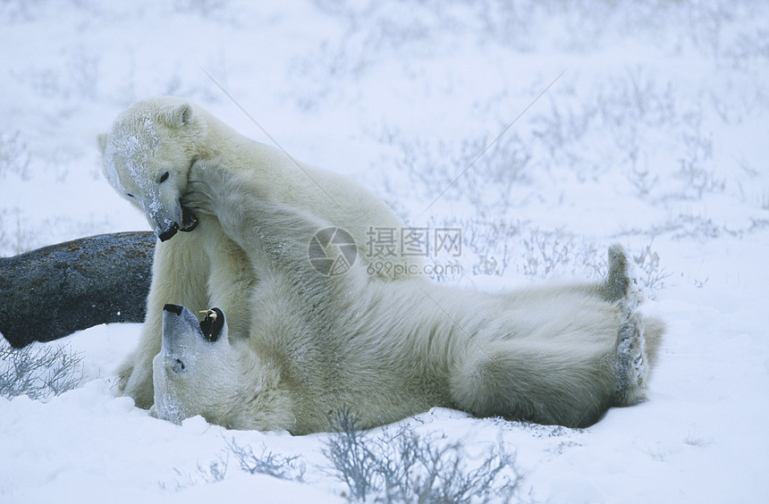 加拿大 丘吉尔北极熊幼熊在雪中玩耍野生动物幼兽动物北极熊图片